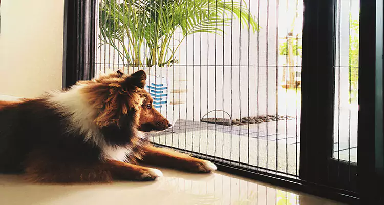 Sliding Screen Pet Door Repair in Haines City, FL