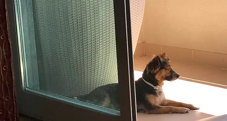 French Door Pet Screen Repair in Haines City, FL